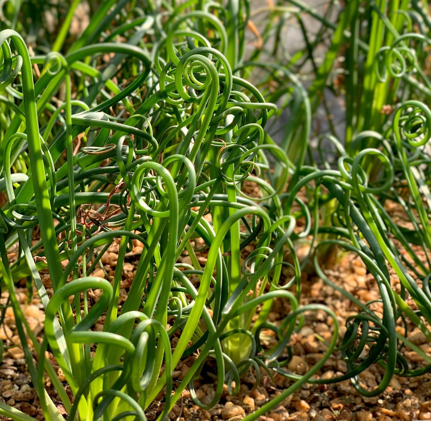 Juncus effusus var. spiralis (Corkscrew rush) - Marginal Pond Plants - MP065