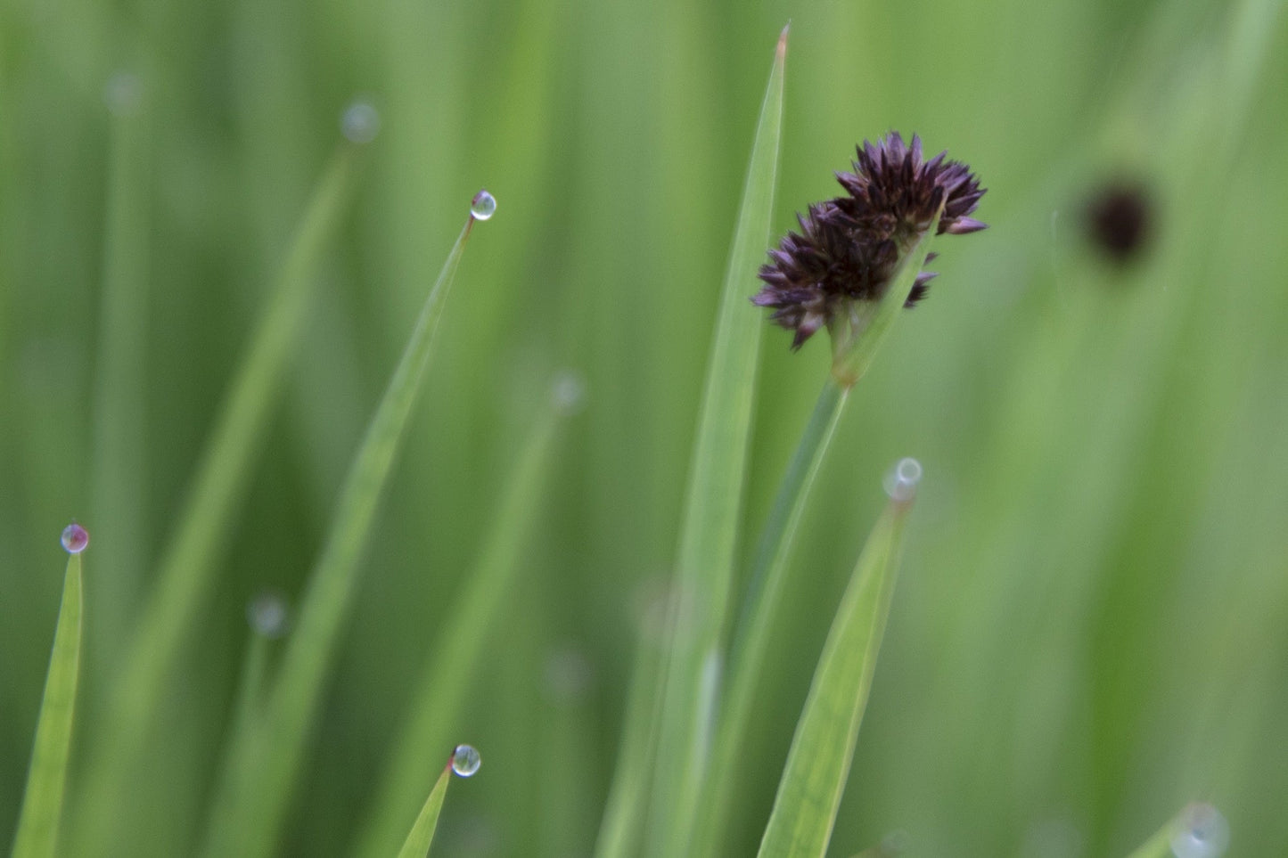 Juncus ensifolius (Flying hedgehogs) - Marginal Pond Plants - MP066