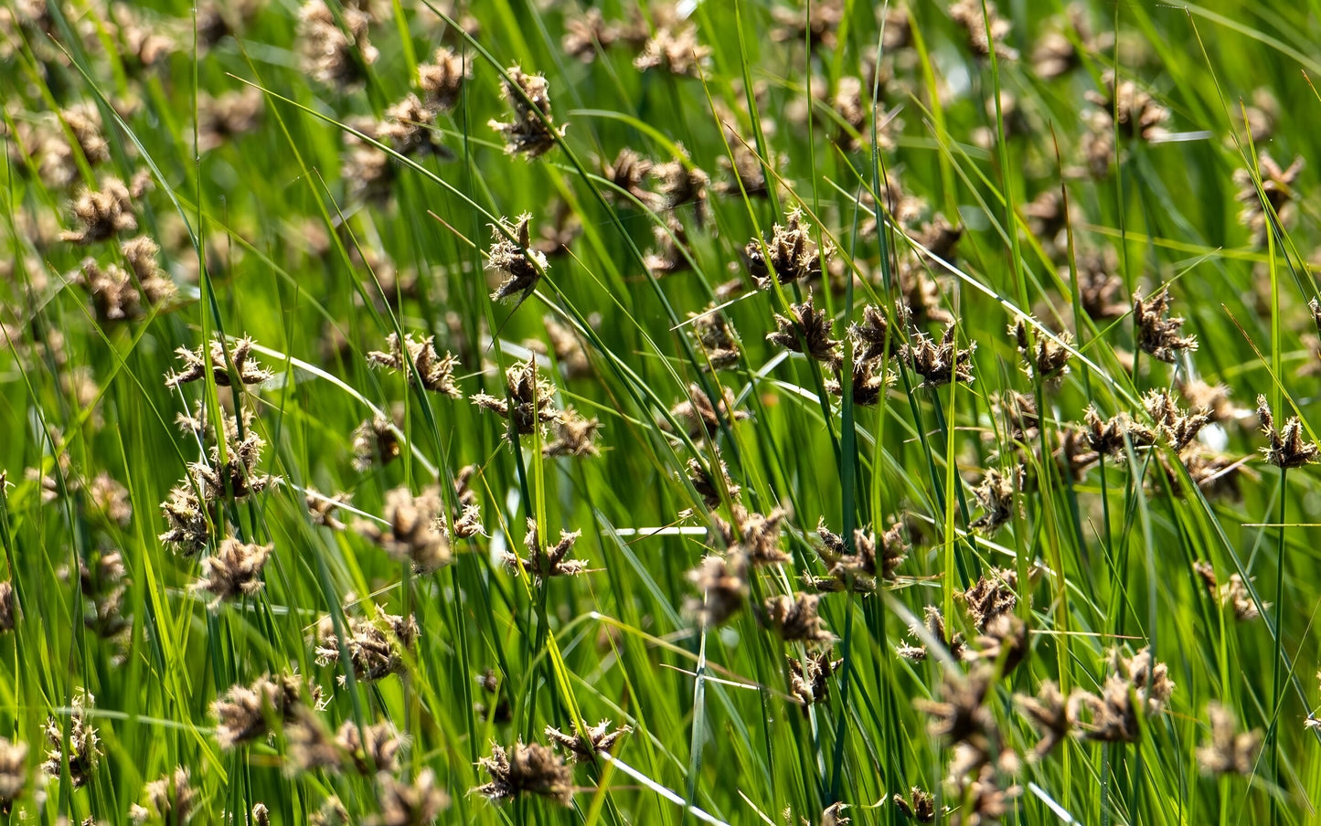 Juncus ensifolius