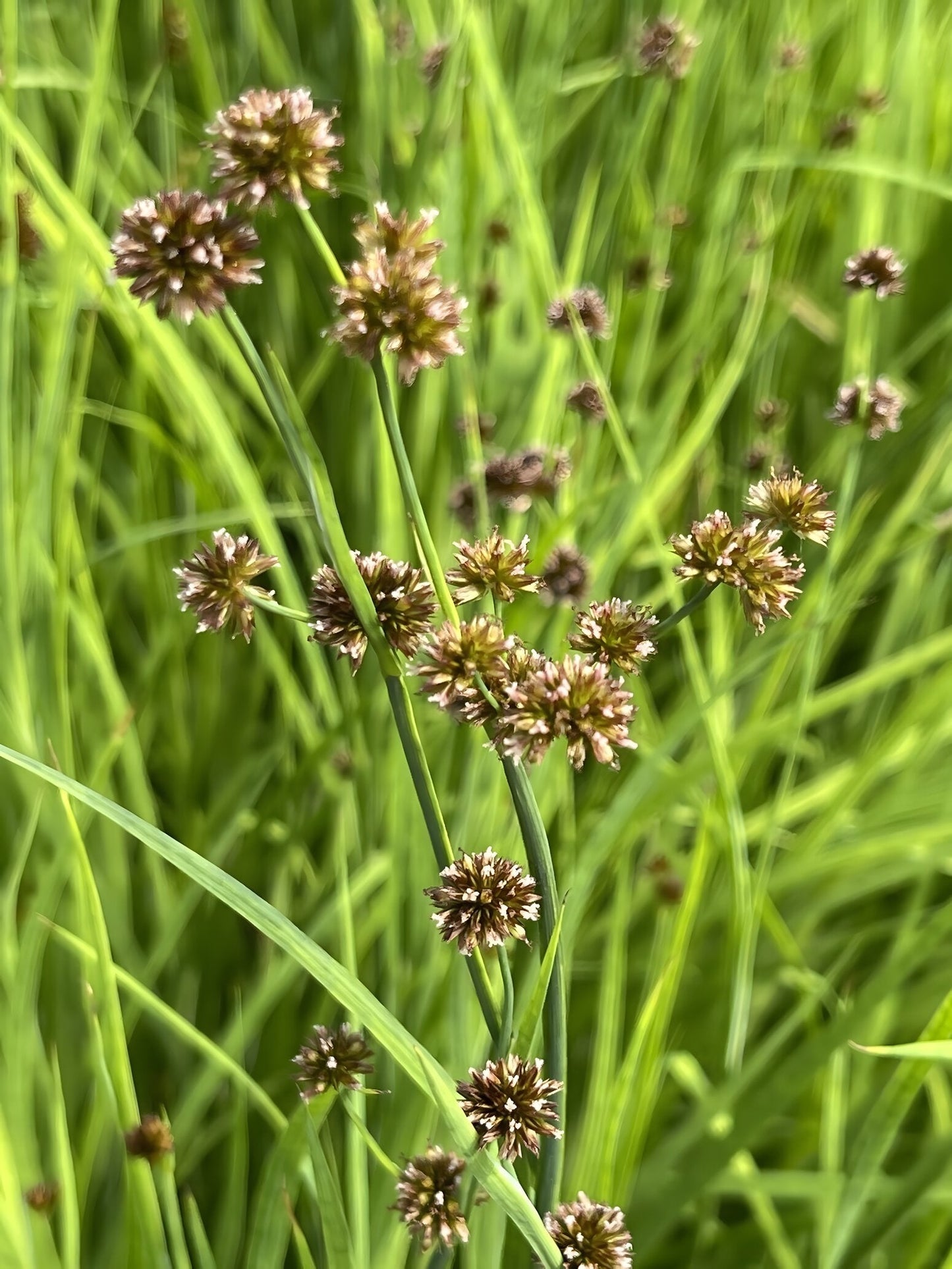 Juncus ensifolius