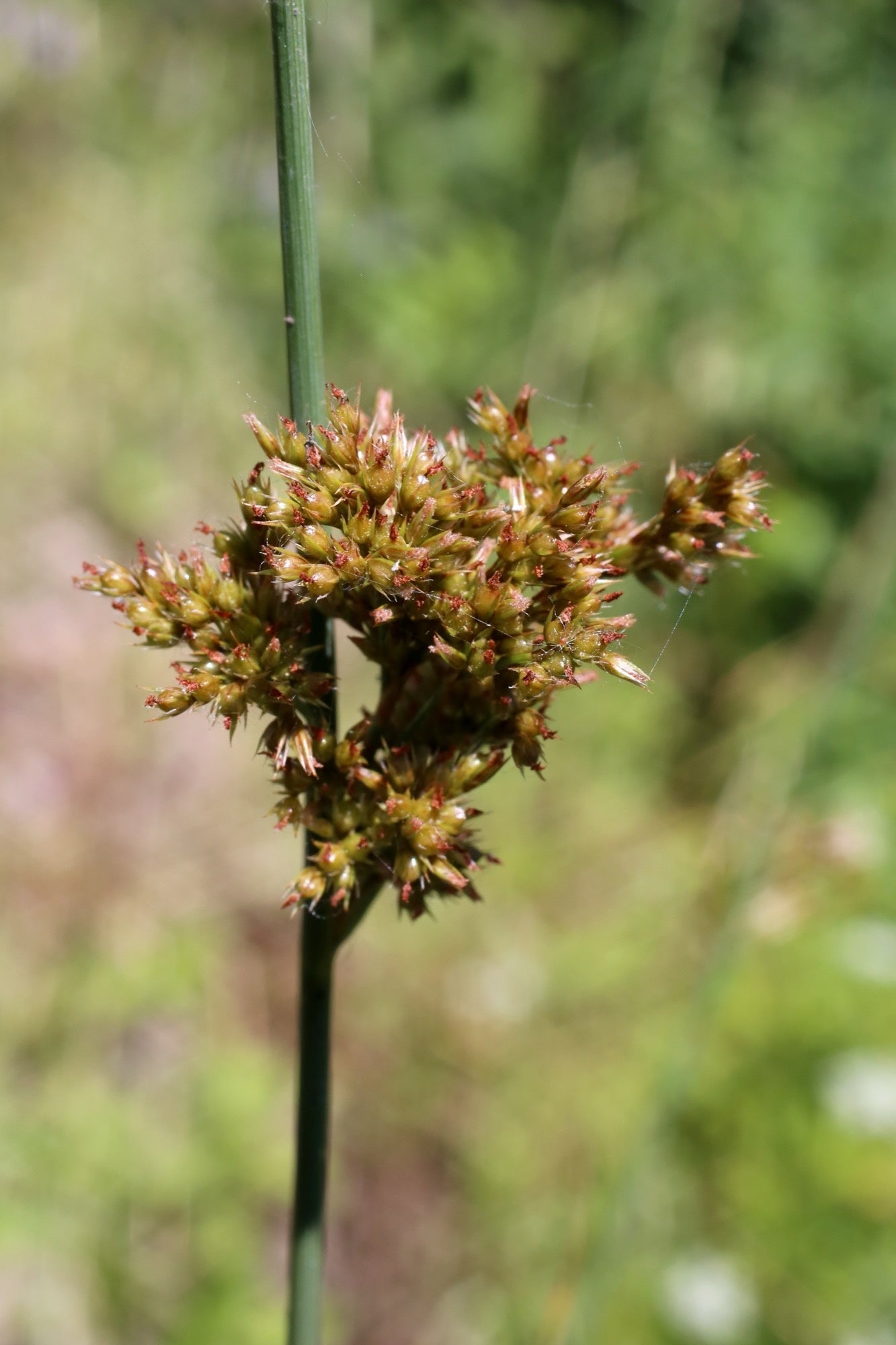Juncus inflexus (Hard rush) - Marginal Pond Plants - MP067