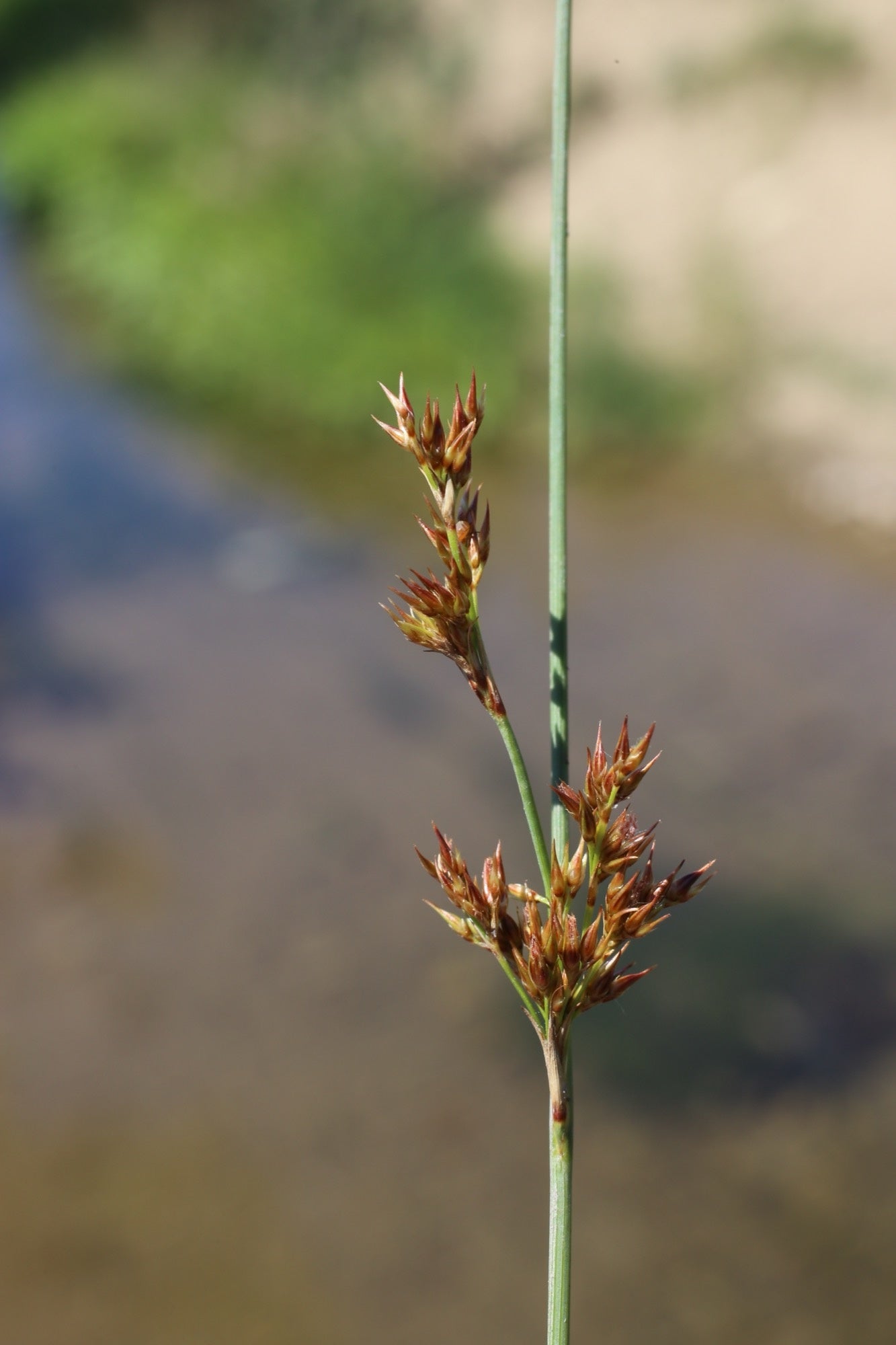Juncus inflexus (Hard rush) - Marginal Pond Plants - MP067