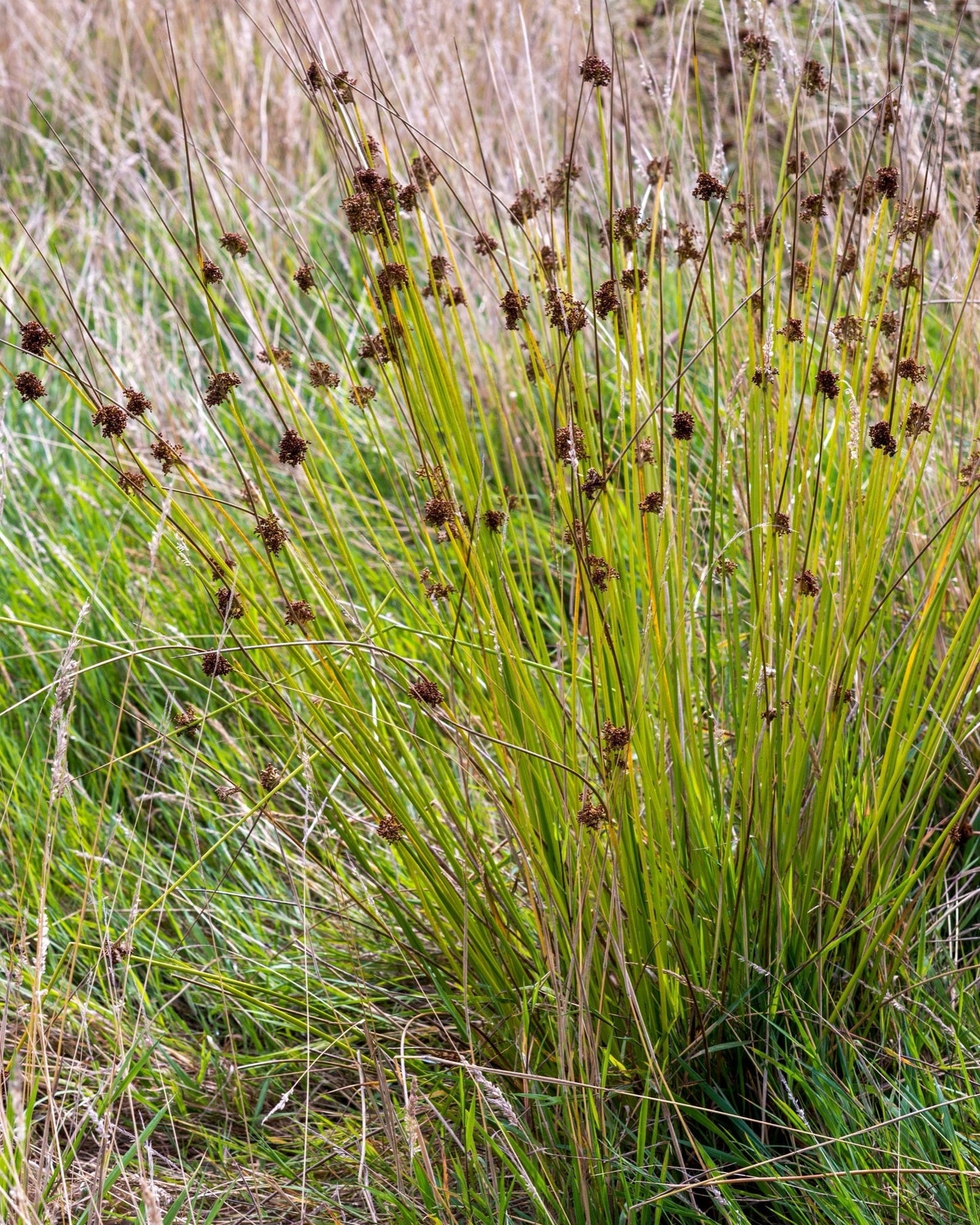 Juncus inflexus (Hard rush) - Marginal Pond Plants - MP067