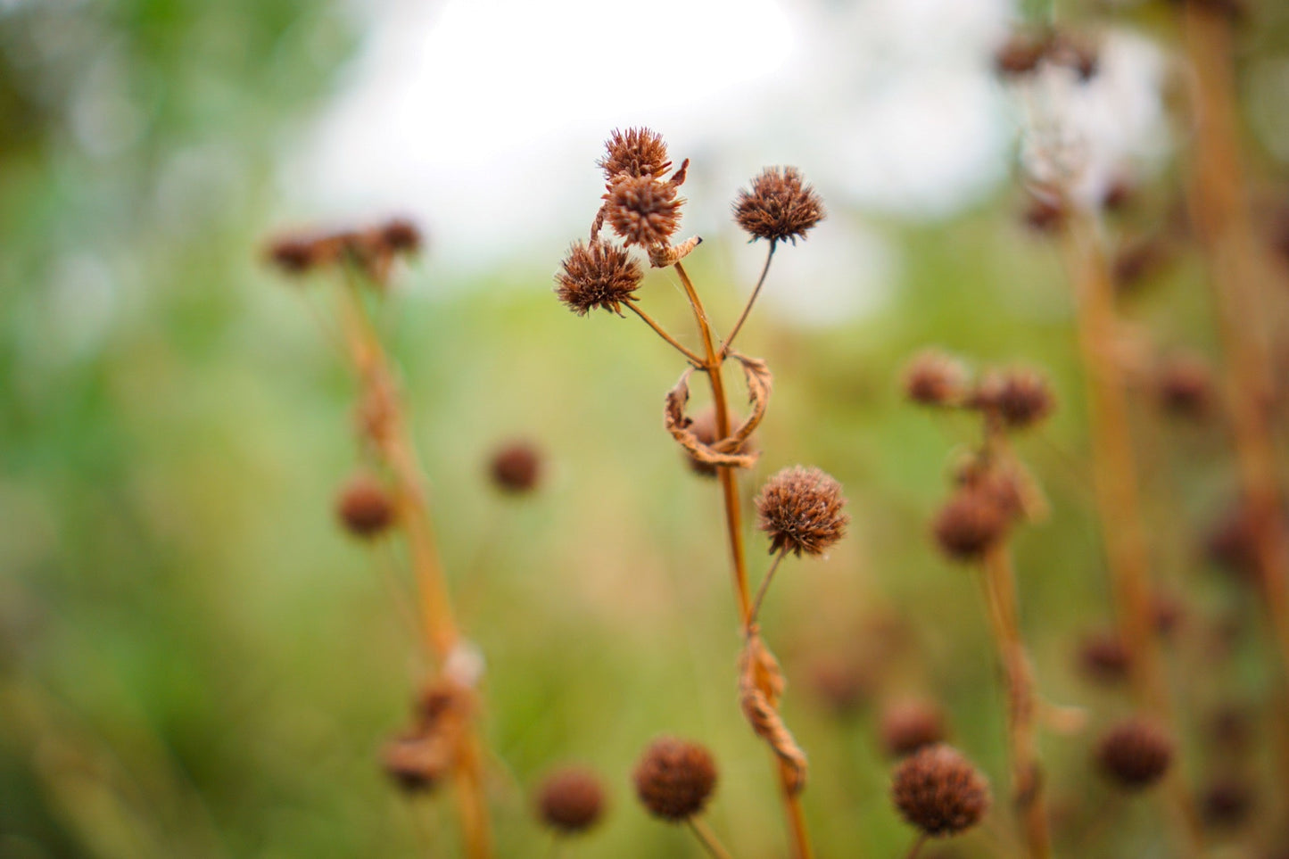Juncus inflexus (Hard rush) - Marginal Pond Plants - MP067