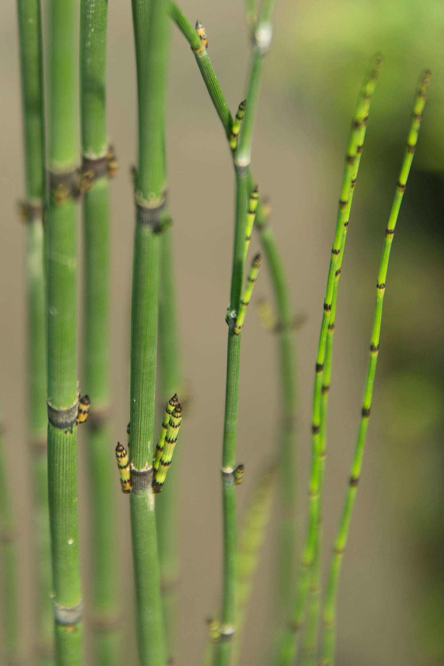 Equisetum hyemale (Dutch rush) - Marginal Pond Plants - MP035