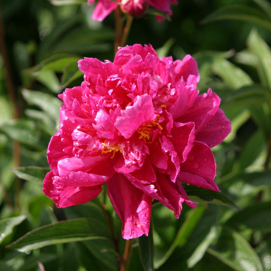 Peony 'Karl Rosenfield' 1L