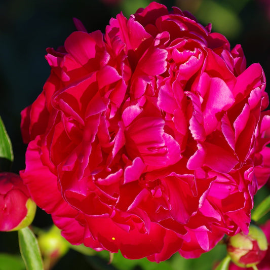 Peony 'Karl Rosenfield' 1L
