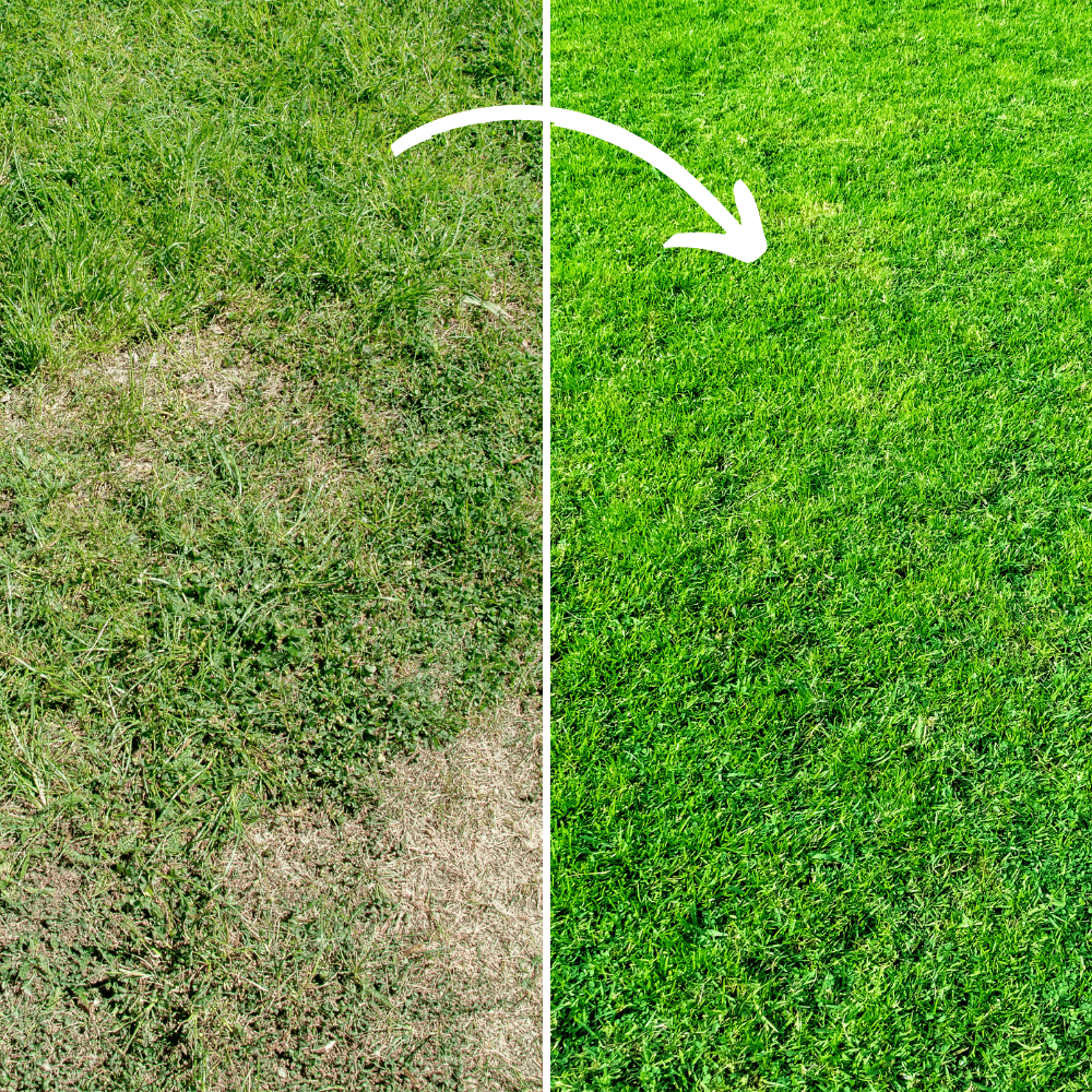 Complete Lawn Care Kit