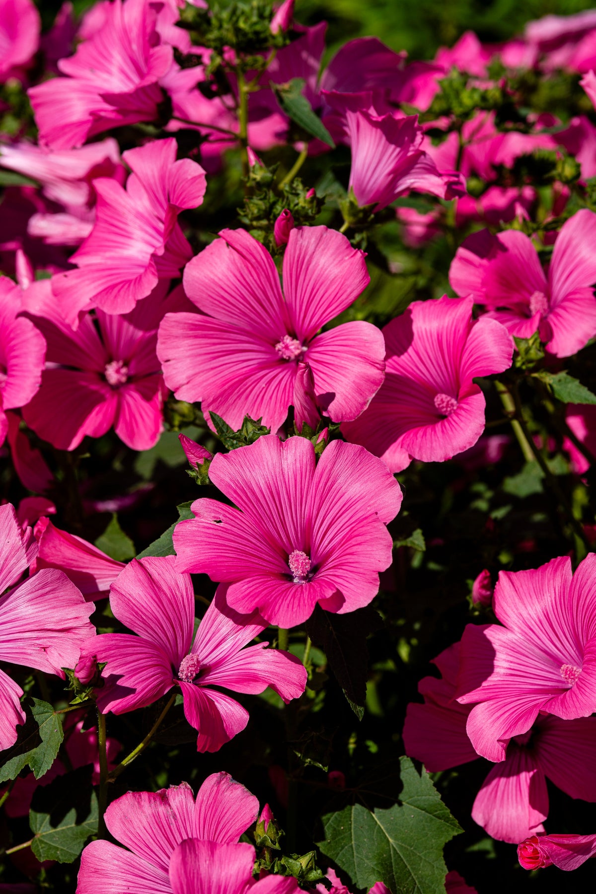 Lavatera Pink Reflection