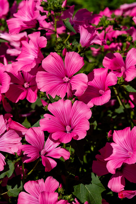Lavatera Pink Reflection