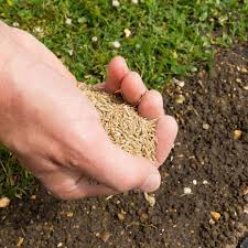 Shady Lawn Seed