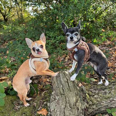 Tiny Trails Step In Luxury Leopard Puppy and Small Dog Harness