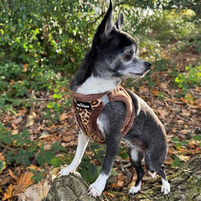 Tiny Trails Step In Luxury Leopard Puppy and Small Dog Harness