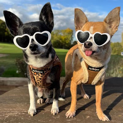 Tiny Trails Step In Luxury Leopard Puppy and Small Dog Harness