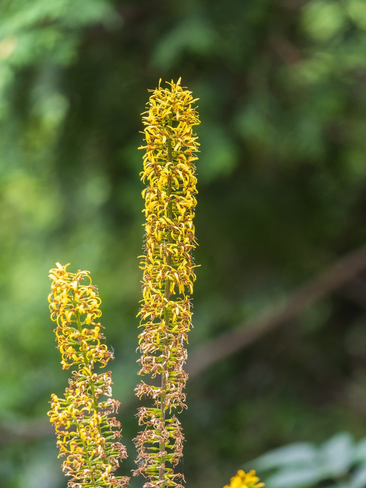 Ligularia przwalskii - BP070 Packs