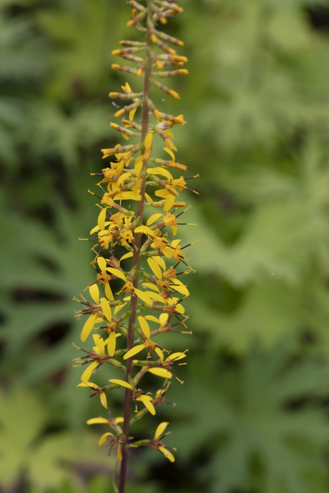 Ligularia przwalskii - Marginal Pond Plants - BP070