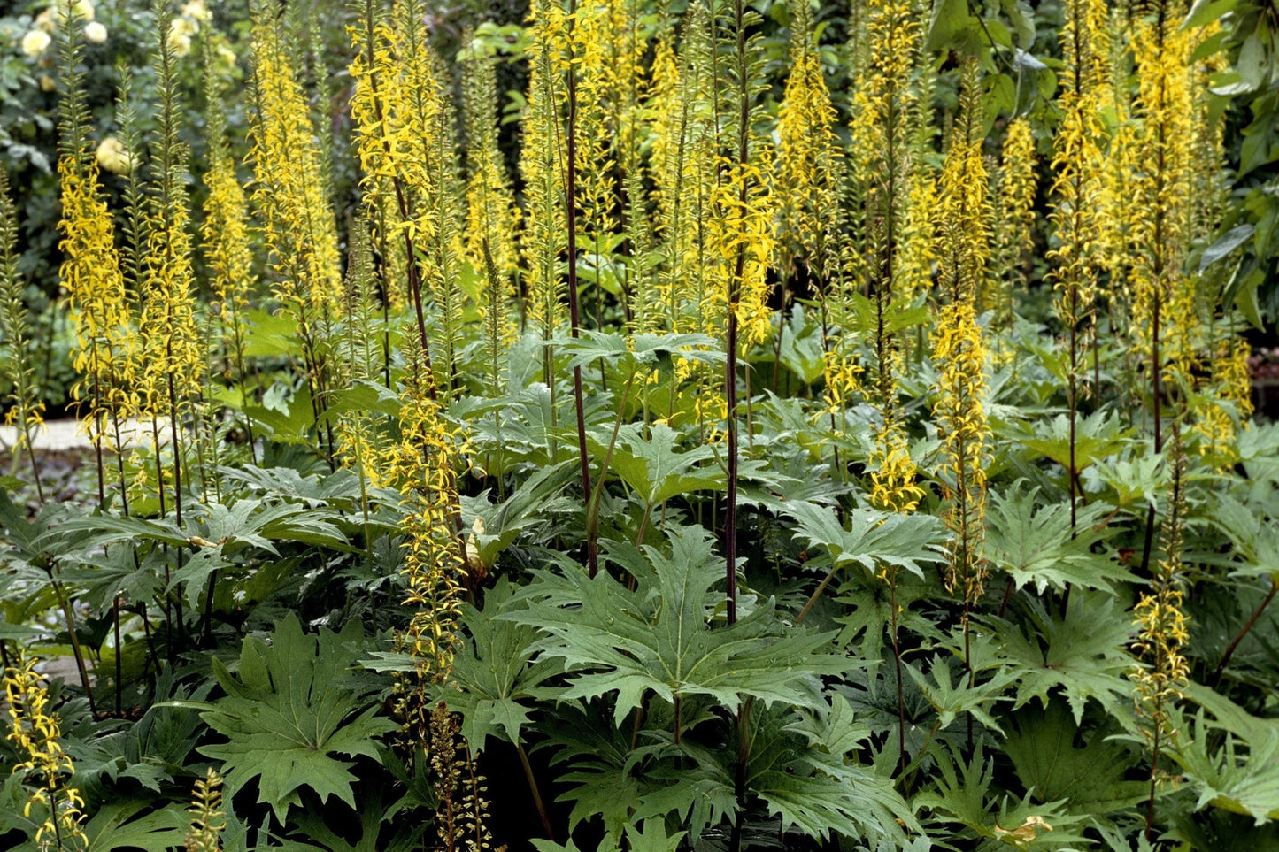 Ligularia przwalskii - Marginal Pond Plants - BP070