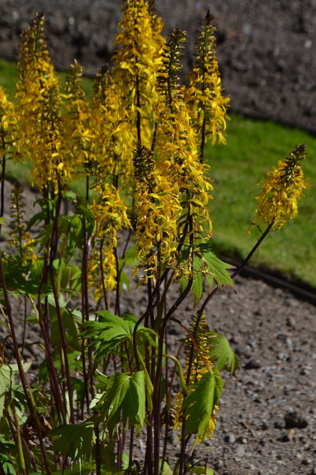 Ligularia przwalskii - Marginal Pond Plants - BP070