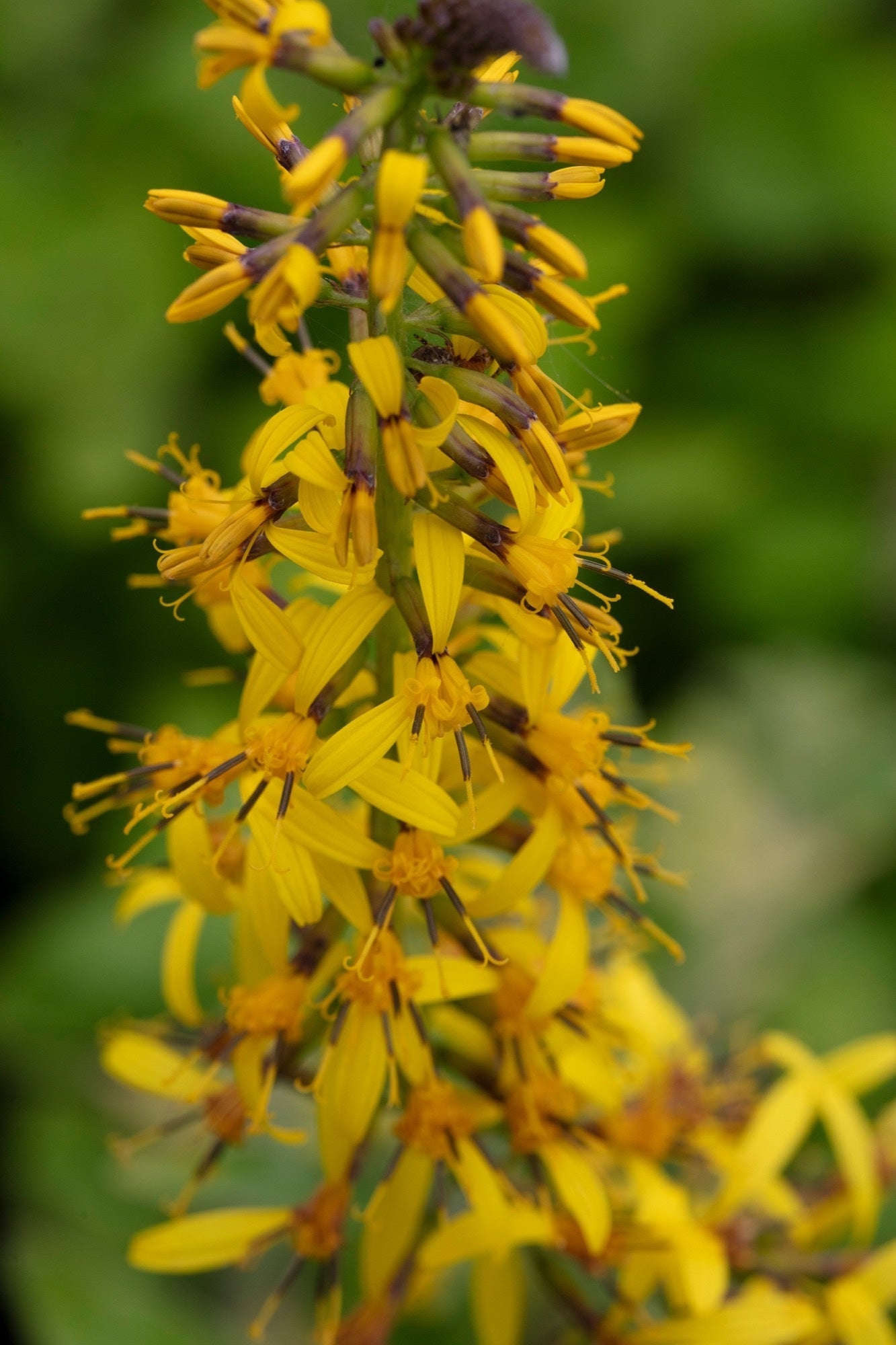 Ligularia przwalskii - Marginal Pond Plants - BP070