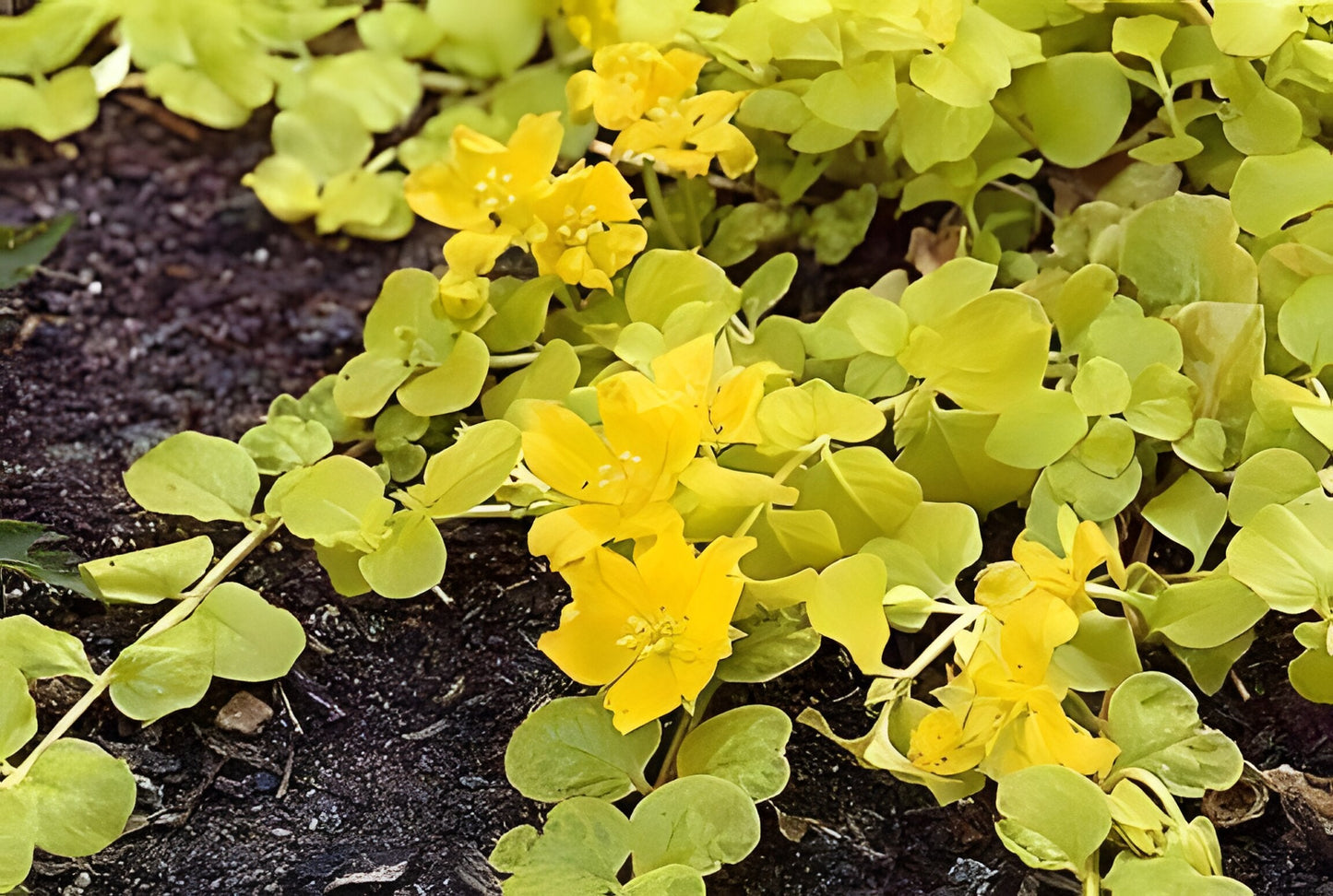 Lysimachia nummularia aurea