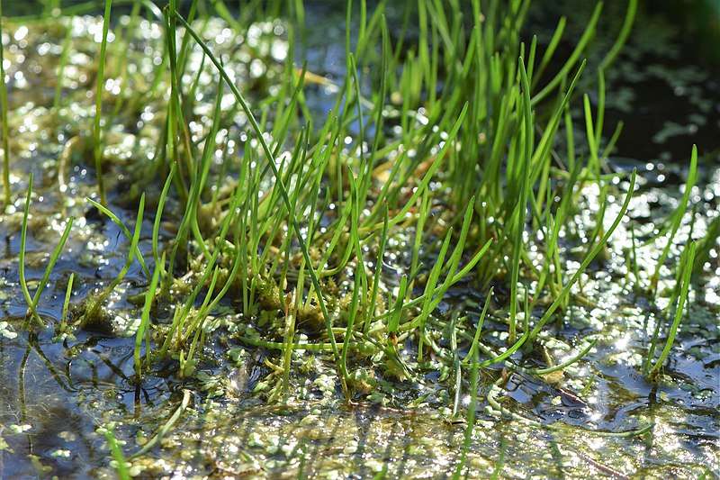 Litorella uniflora - Marginal Pond Plants  - Pond Plants - Water Plants - OX026