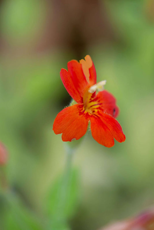Lobelia Cardinalis - Marginal Pond Plants - MBP071