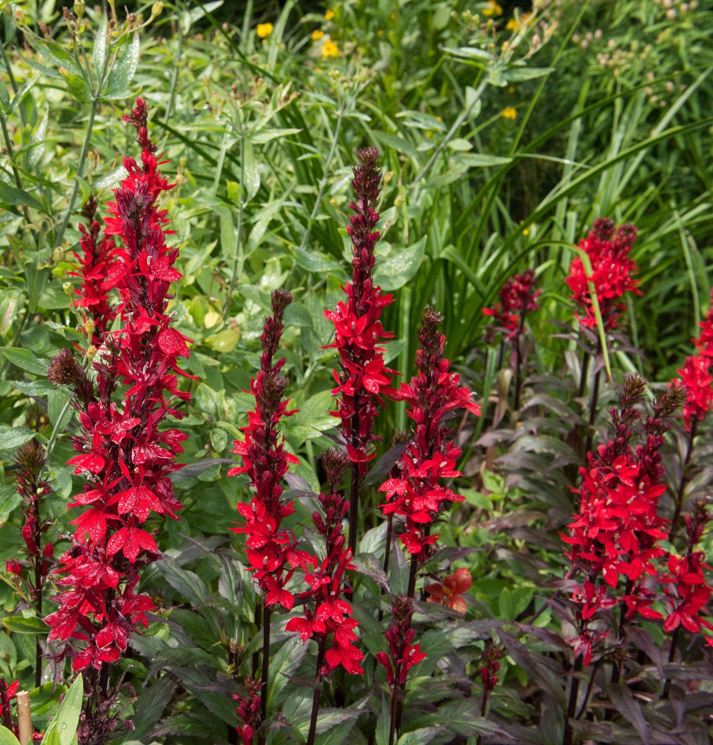 Lobelia Cardinalis - Marginal Pond Plants - MBP071