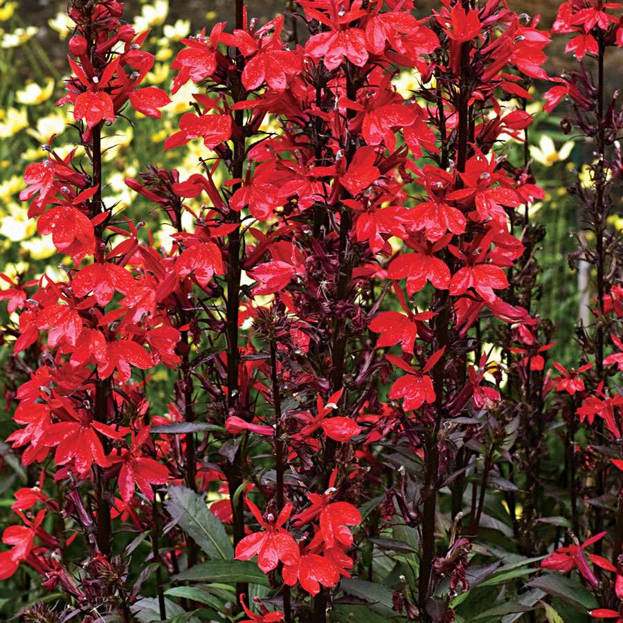 Lobelia Cardinalis - Marginal Pond Plants - MBP071
