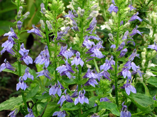 Lobelia siphilitica (Blue lobelia) - Marginal Pond Plants - MBP072