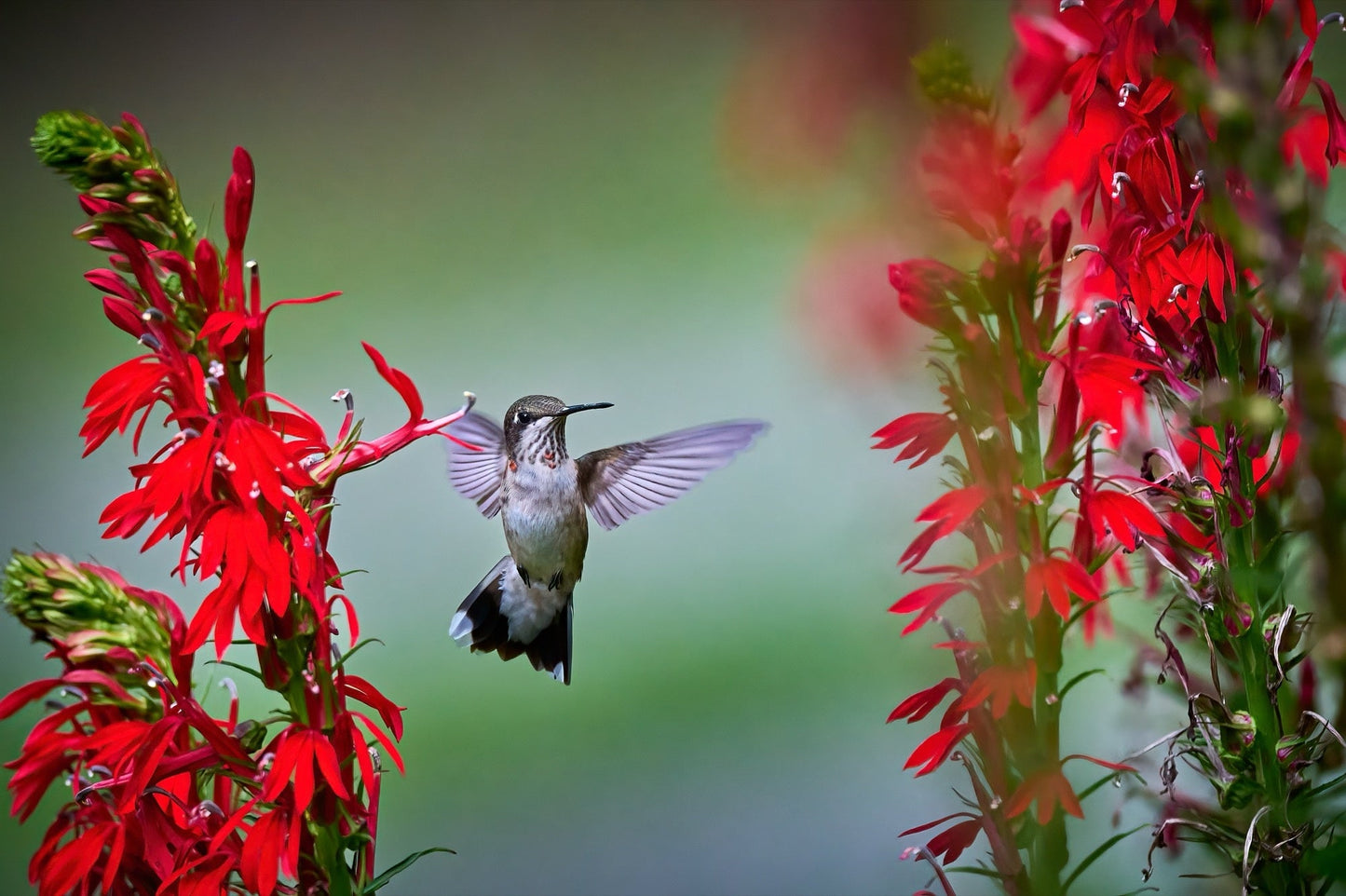 Lobelia Cardinalis - Marginal Pond Plants - MBP071