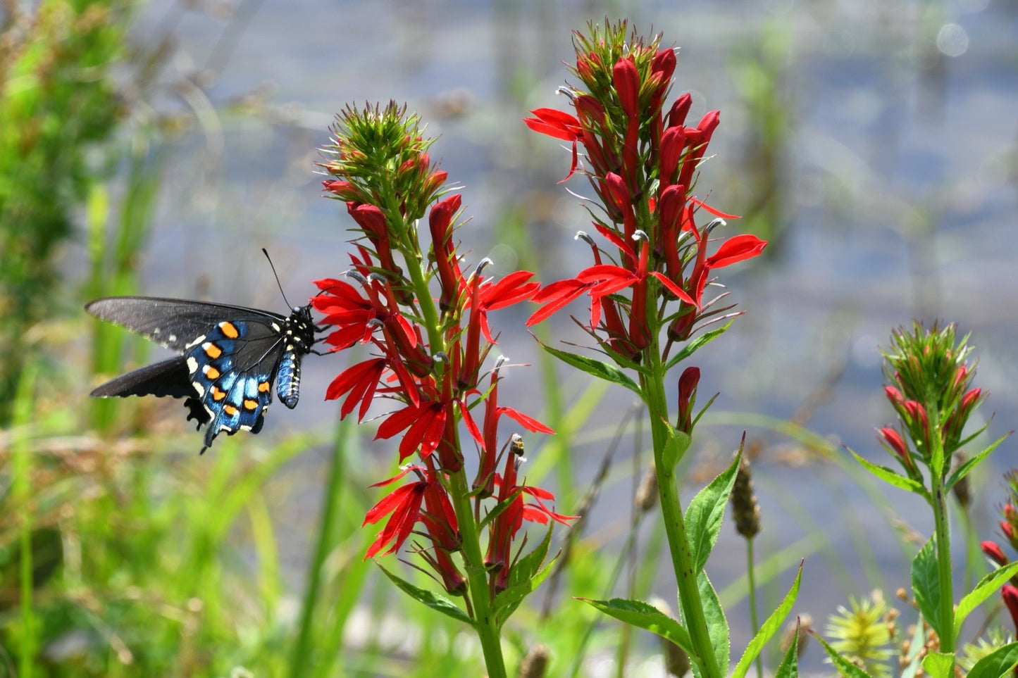 Lobelia Cardinalis - Marginal Pond Plants - MBP071
