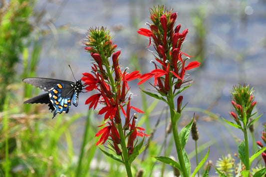 Lobelia Cardinalis - Marginal Pond Plants - MBP071