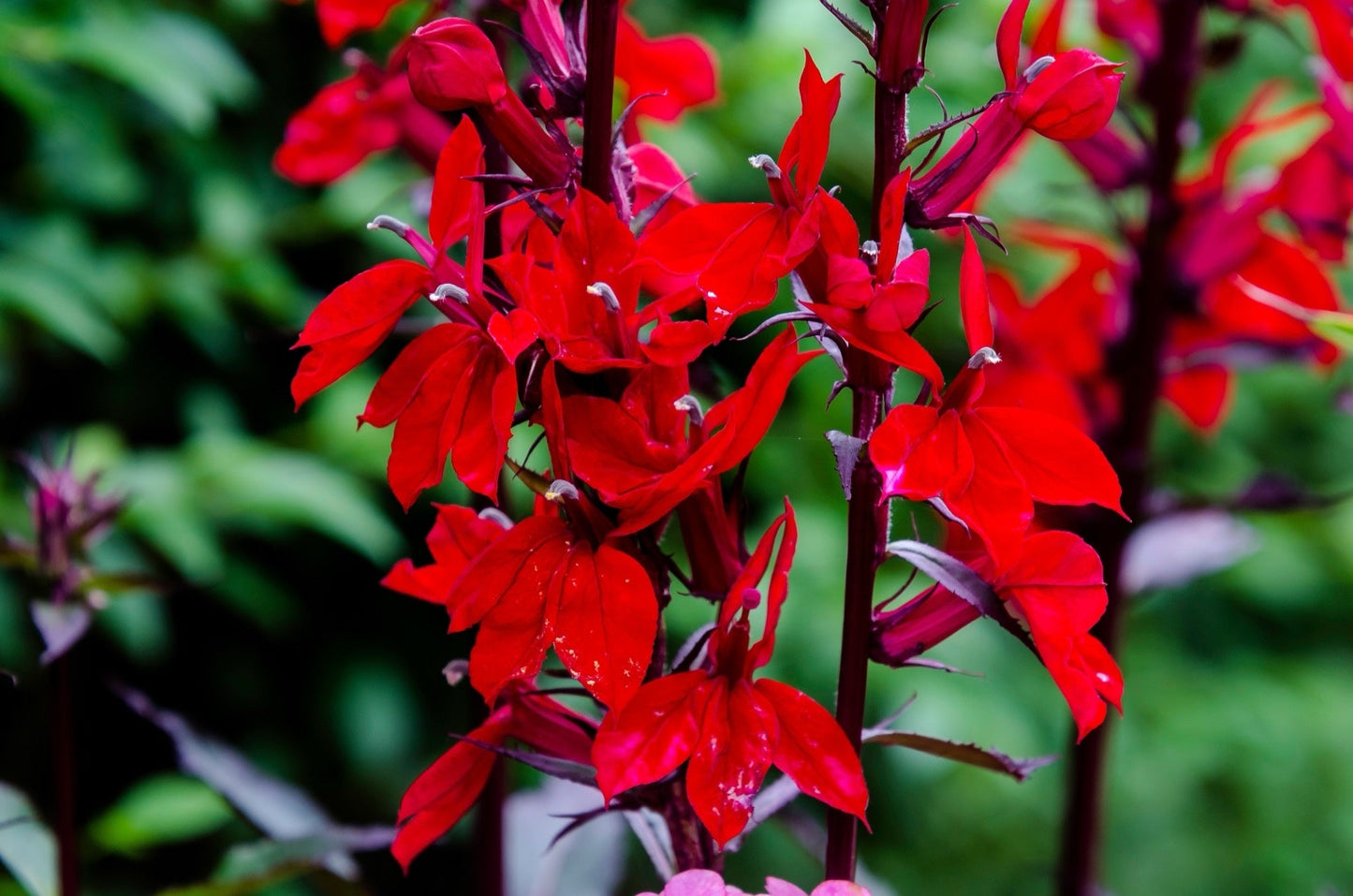 Lobelia Cardinalis - Marginal Pond Plants - MBP071