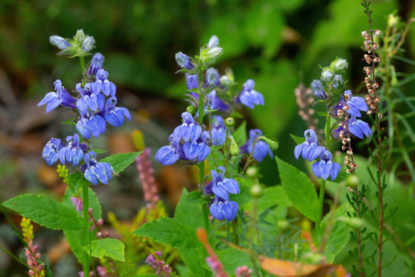 Lobelia siphilitica (Blue lobelia) - Marginal Pond Plants - MBP072