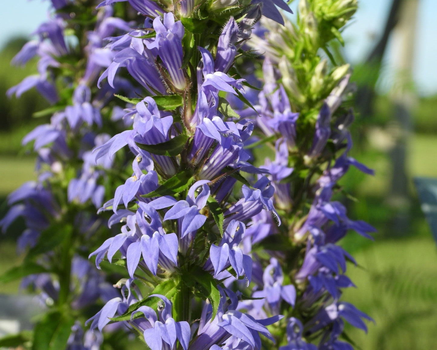 Lobelia siphilitica (Blue lobelia) - Marginal Pond Plants - MBP072