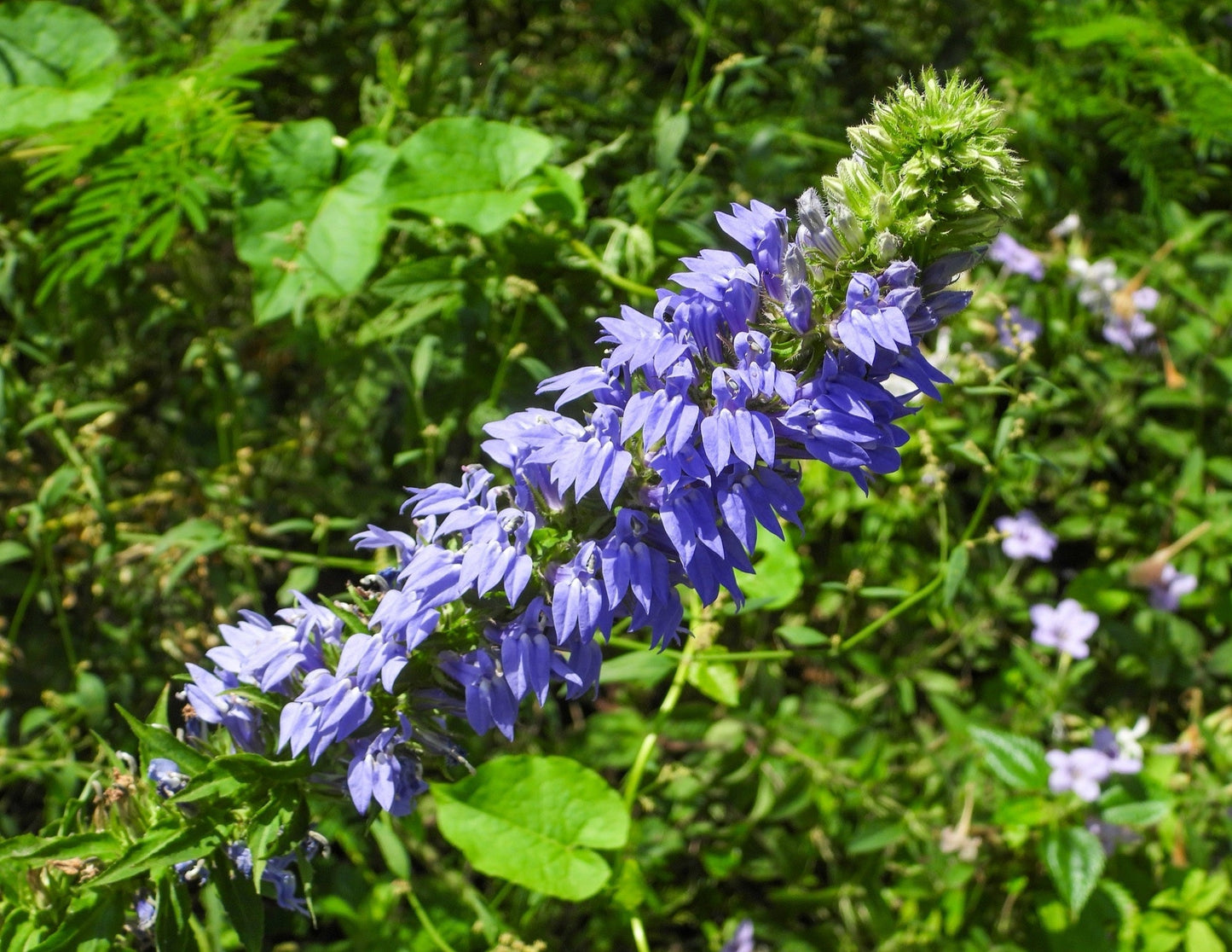 Lobelia siphilitica (Blue lobelia) - Marginal Pond Plants - MBP072
