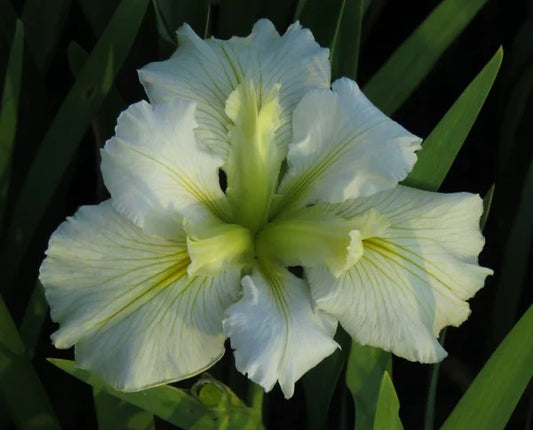 Iris louisiana ‘Arabian Bayou’ - MP051 Packs