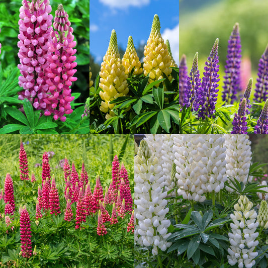 Mix of 3 x 9cm Potted Lupins