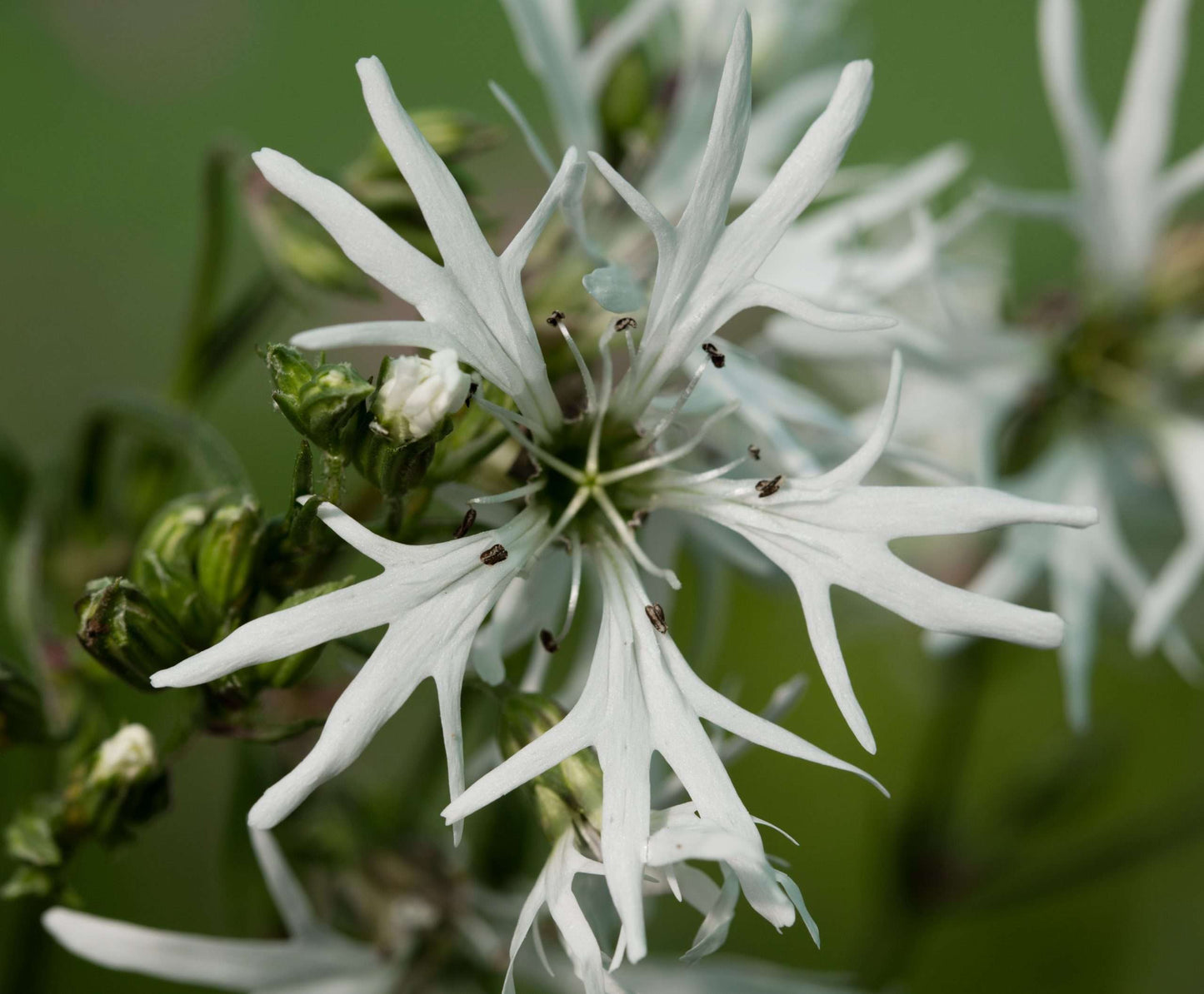 Lychnis flos-cuculi alba (White ragged robin) - Marginal Pond Plants - MP070