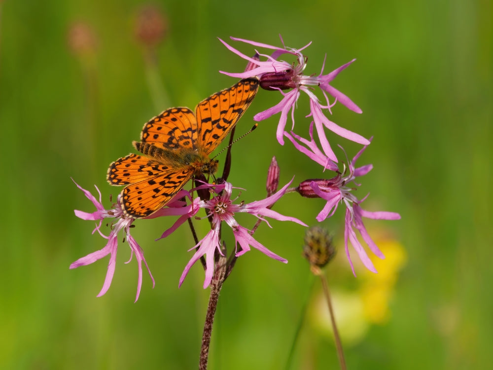 Lychnis flos-cuculi (Nana) - MP069A Packs