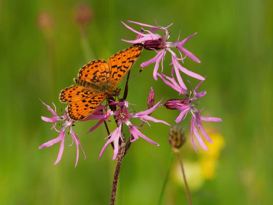 Lychnis flos-cuculi (Nana) - MP069A Packs