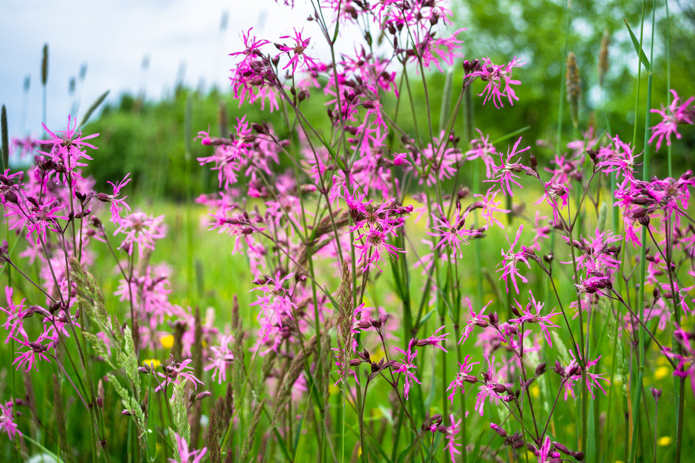 Lychnis flos-cuculi (Nana) - MP069A Packs