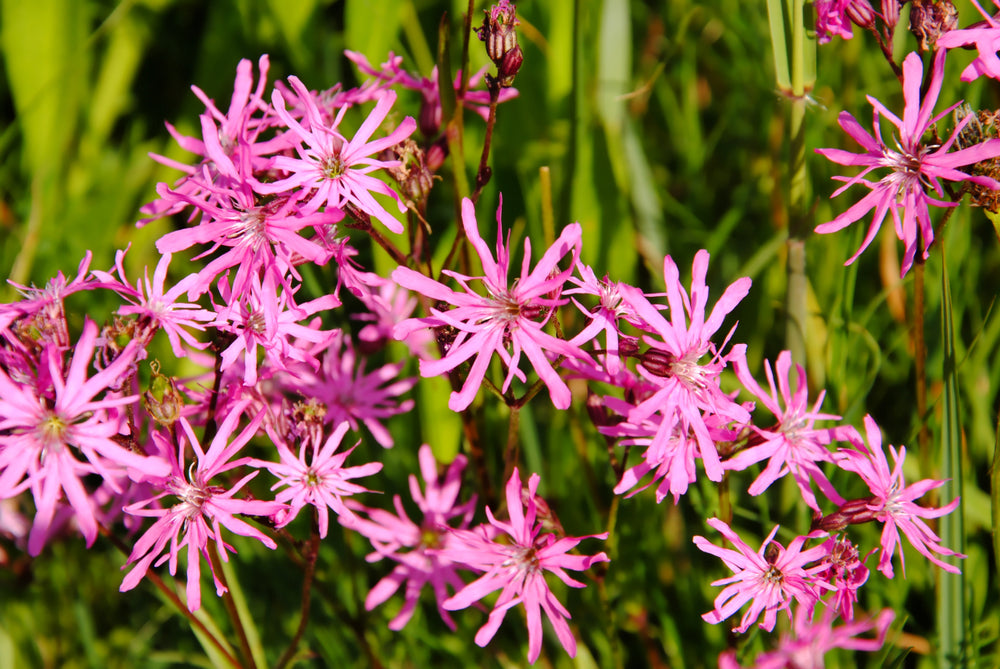 Lychnis flos-cuculi (Nana) - MP069A Packs