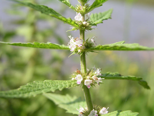 Lycopus europaeus (Gypsywort) - Marginal Pond Plants - MP071