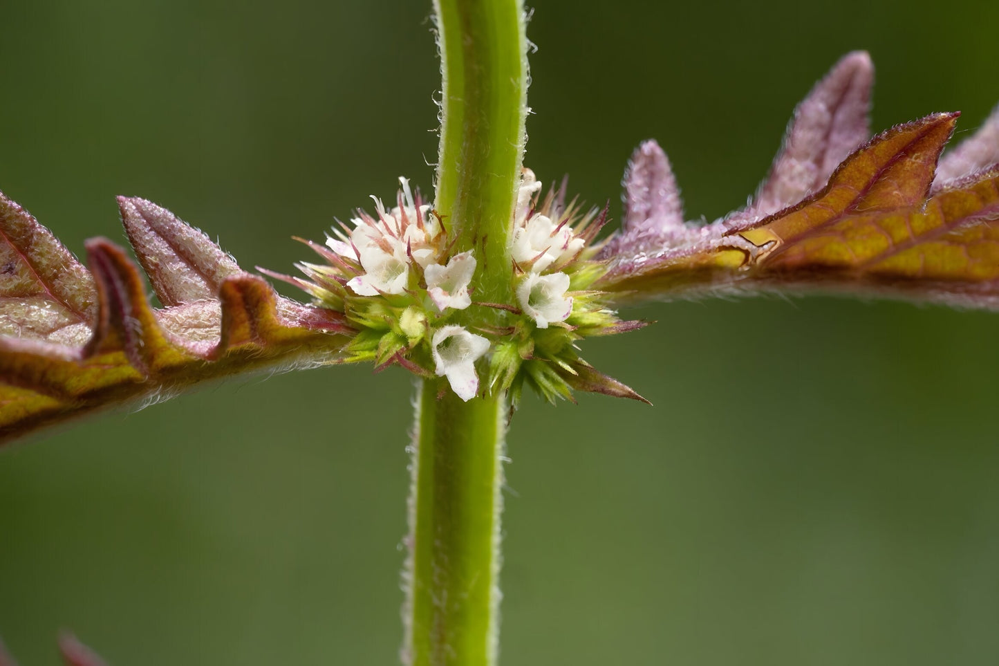 Lycopus europaeus