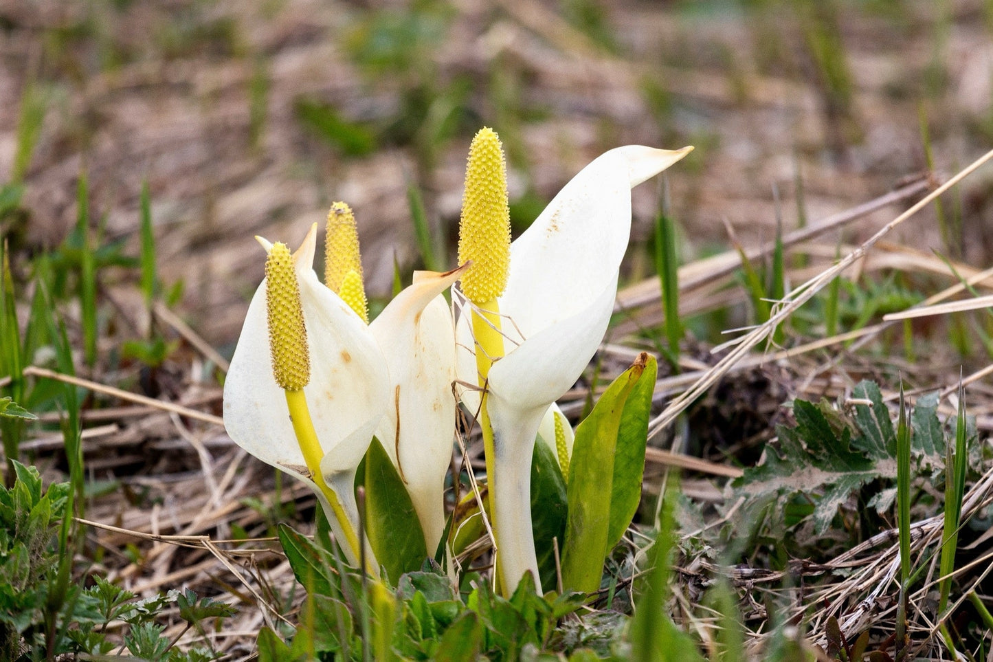 Lysichiton camtschatcensis