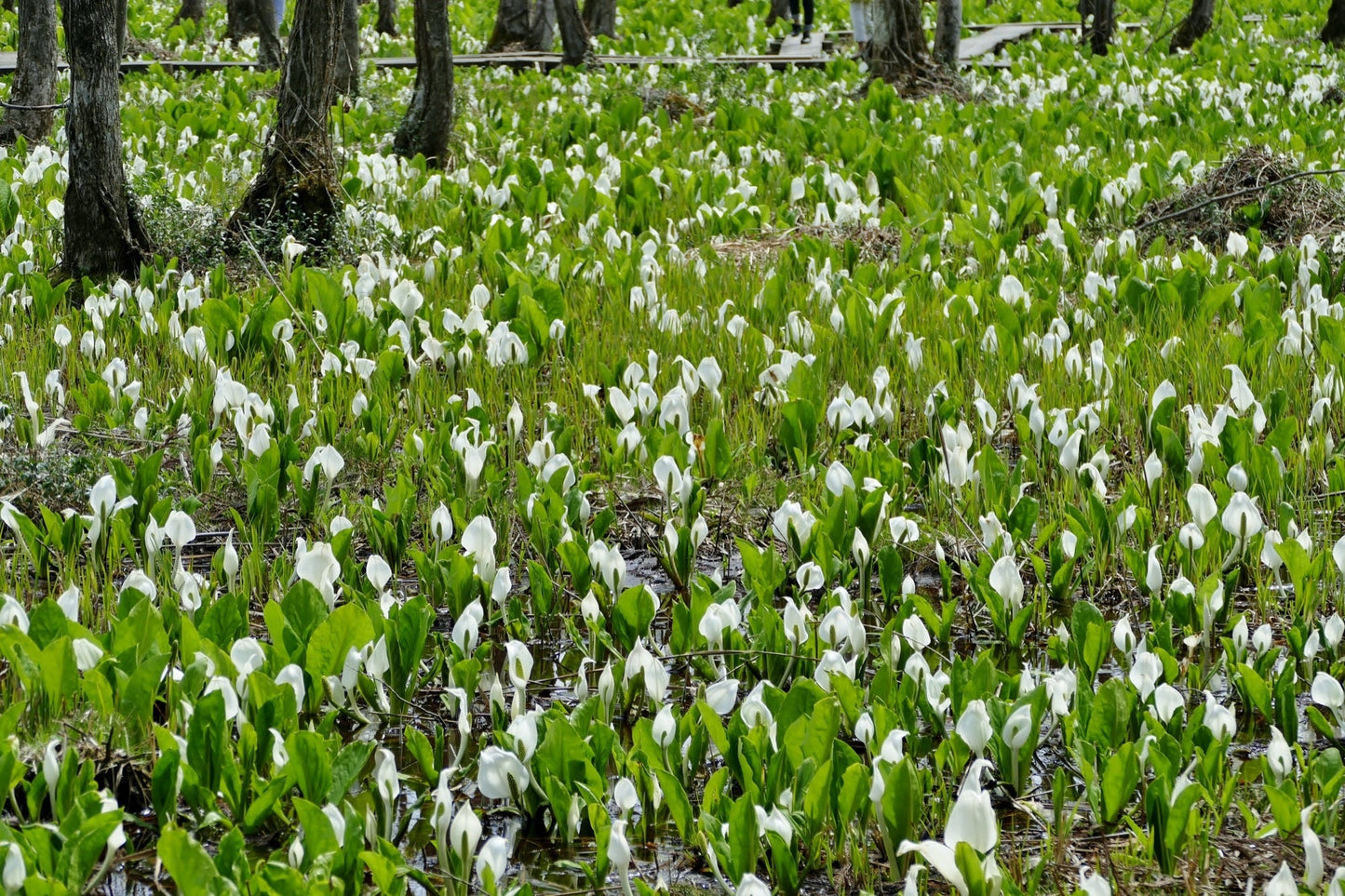 Lysichiton camtschatcensis