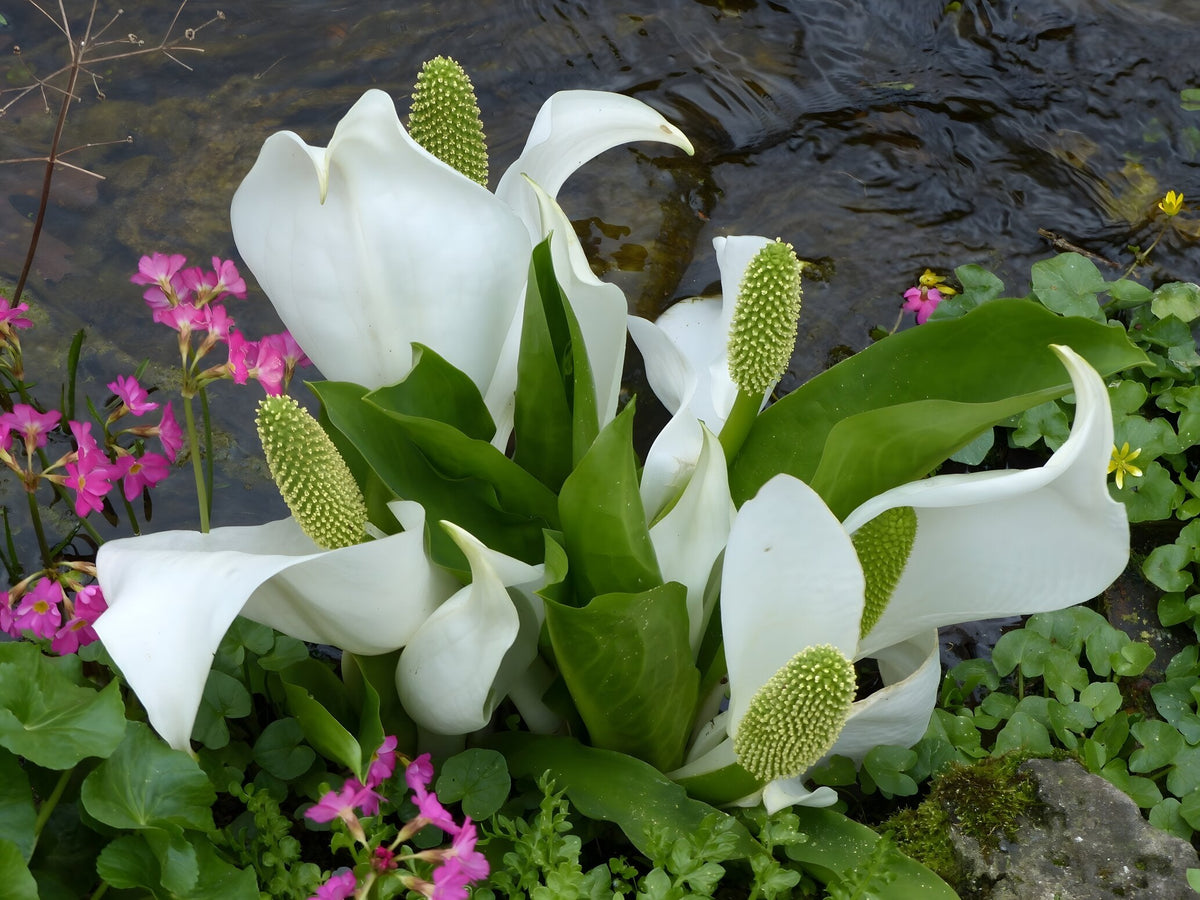 Lysichiton camtschatcensis