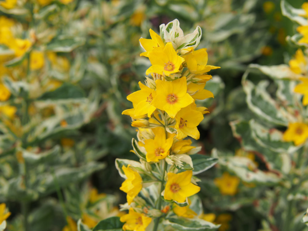 Lysimachia punctata Alexander Variegated bog - BP076A Packs