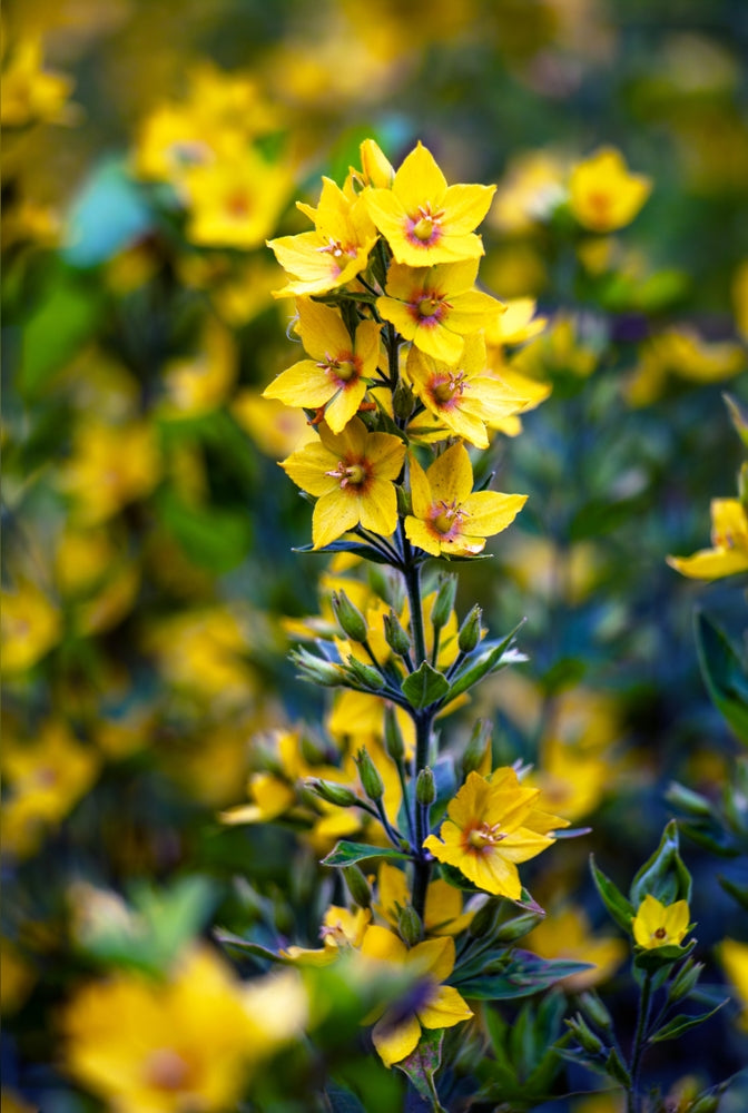 Lysimachia punctata Alexander Variegated bog - BP076A Packs